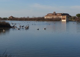 Aves en las Lagunas de Villafafila