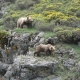 ver osos en asturias