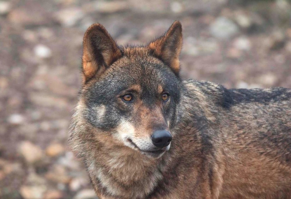 Observación de lobo en la Sierra de la Culebra | Naturaliste